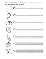 AB-Körperteile-C.pdf